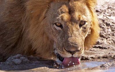 Iconic Wilderness Safari – Botswana & South Africa