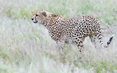 Kenya Collection – Tsavo, Amboseli & Masai Mara