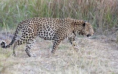 Wild Waters Safari – Okavango & Victoria Falls