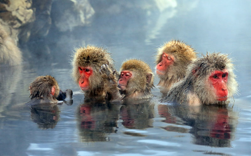 Monkey Park
