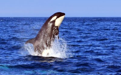 Wild Hokkaido extension – Japan