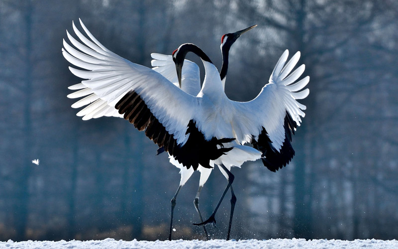 TLC Red Crowned Crane