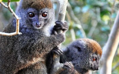 Madagascar – The Big Adventure