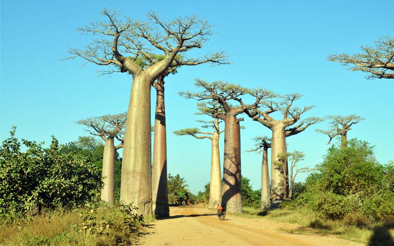 Baobab 2 s