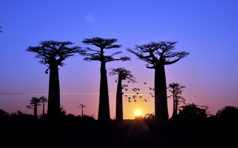 Baobab sunset s