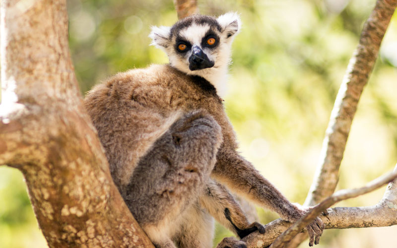 Cattas Lemur s