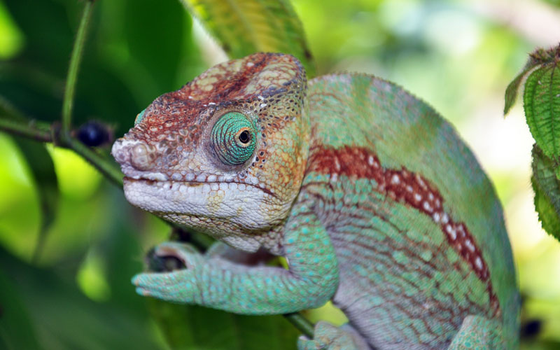 Chameleon s