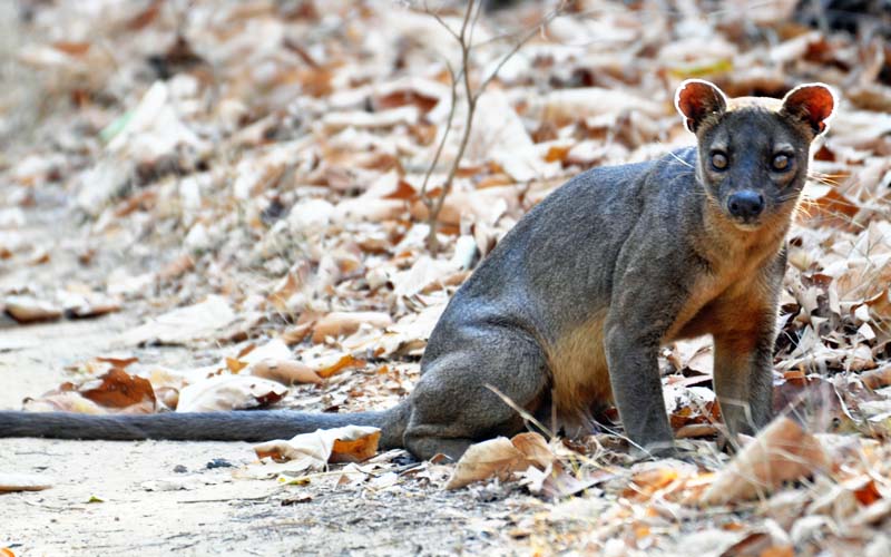 Fossa s