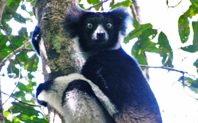 Indri Indri lemur s