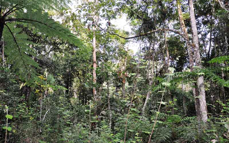 Rain forest in Ranomafana Naitonal Park s