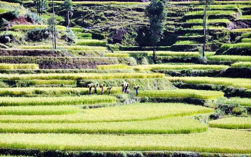 Terraced rice field in the South s