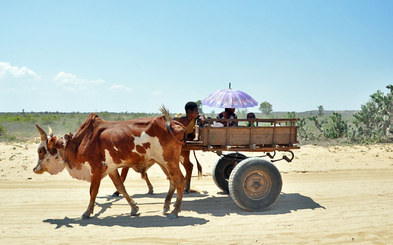 Zebu cart in Reniala s