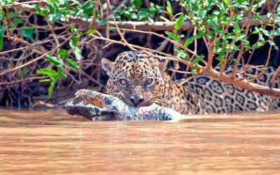 Pantanal & Brazil Highlights