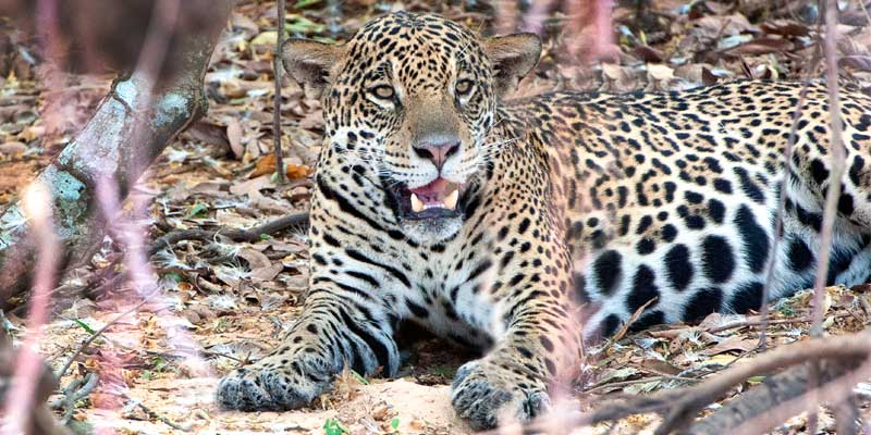 Itinerary---Pantanal-3
