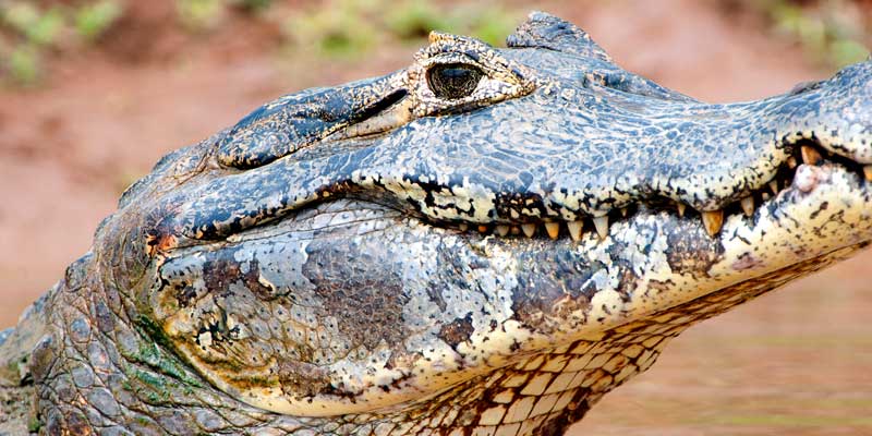 Itinerary---Pantanal-5
